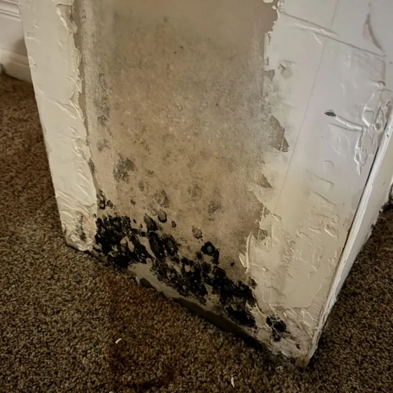 Professional Mold Removal in Pontiac, MI